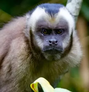 Brown Capuchin