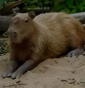 Capybara