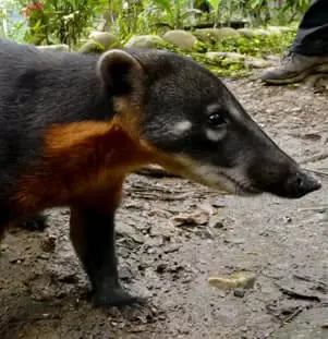 South American Coati