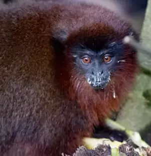 Dusky Titi Monkey