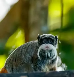 Emperor Tamarin