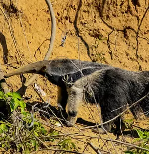 Giant Anteater