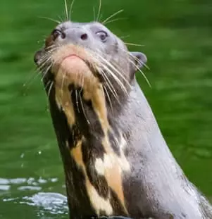 Giant Otter