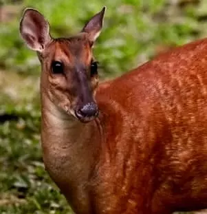 Red Brocket Deer