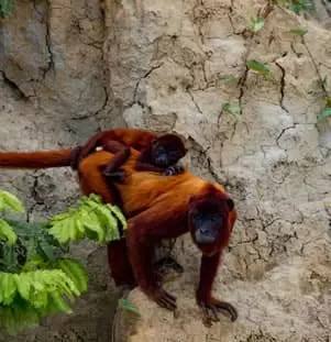 Red Howler Monkey