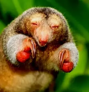 Pygmy Anteater