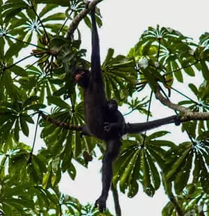 Black-faced Black Spider Monkey