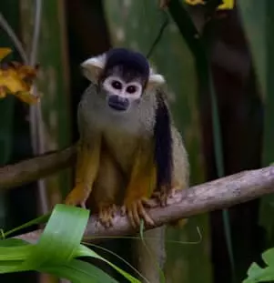 Common Squirrel Monkey