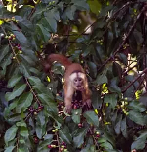 White Fronted Capuchin Monkey