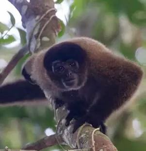 Common Woolly Monkey