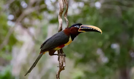 Chestnut-eared Aracari