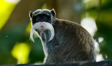 Emperor Tamarin