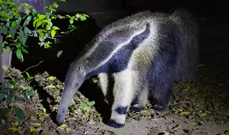 Giant Anteater