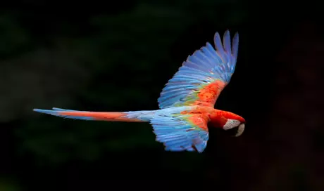 Red and Green Macaw