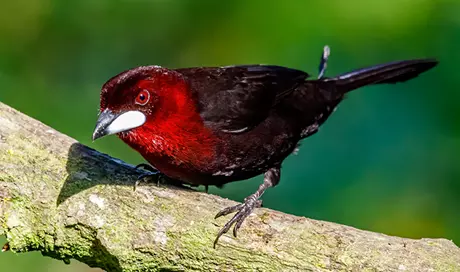 Silver Beak Tanager