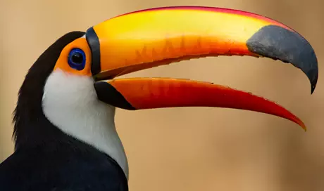 Toco Toucan