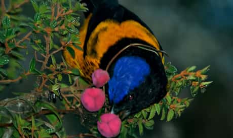 Golden-Backed Mountain Tanager