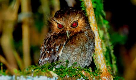 Long-whiskered Owlet