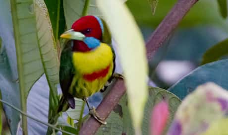 Versicolored Barbet