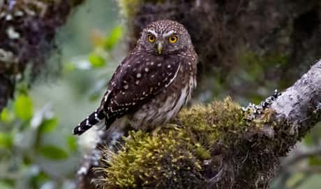 Yungas Pygmy Owl