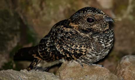 Band-winged nightjar