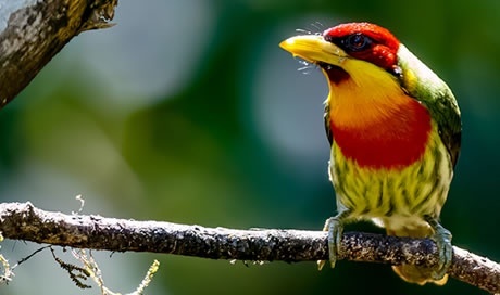 Lemon-throated barbet