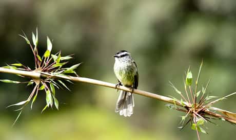 Unstreaked tit-tyrant