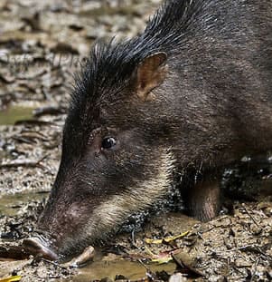 White- Lipped Peccary