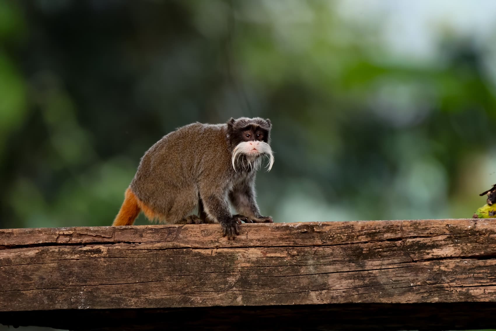 Emperor Tamarin