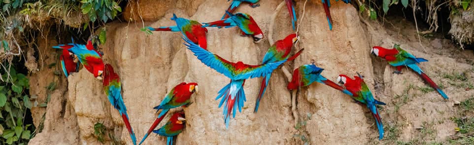 Macaw Clay Lick