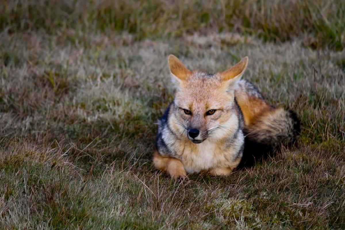 Andean Fox